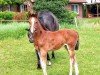 jumper Lucky Madam (Holsteiner, 2019, from Del 'Arko d'Henvet)