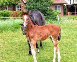 Springpferd Lucky Madam (Holsteiner, 2019, von Del 'Arko d'Henvet)