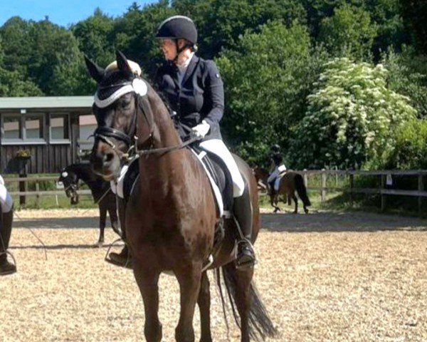 dressage horse Donau Hit (Bavarian, 2010, from Diamond Hit)