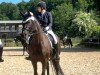 dressage horse Donau Hit (Bavarian, 2010, from Diamond Hit)