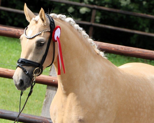 dressage horse RM Roségold (German Riding Pony, 2021, from D-Gold AT NRW)