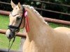 dressage horse RM Roségold (German Riding Pony, 2021, from D-Gold AT NRW)