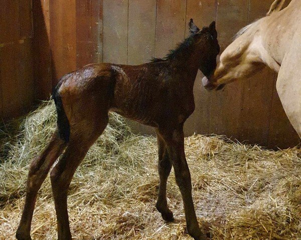 Fohlen von RM Chic in Choc (Deutsches Reitpony, 2024, von Chocoversum)