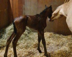 foal by RM Chic in Choc (German Riding Pony, 2024, from Chocoversum)