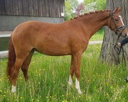 dressage horse Pocahontas (German Riding Pony, 2018, from Dancing Fox 2)