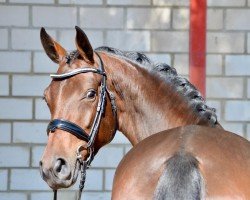 jumper Diadonna 6 (Oldenburg show jumper, 2017, from Diamant de Plaisir 178 FIN)