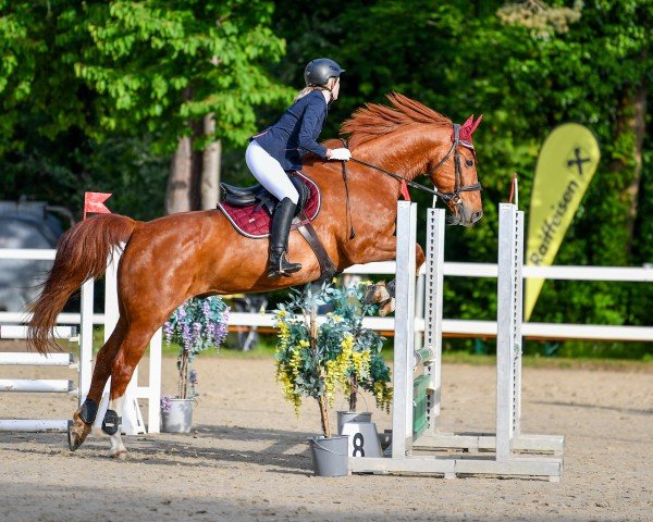 horse Remigius Vom Oberhof (Pinto with riding horses pedigree, 2005, from Rickmer)