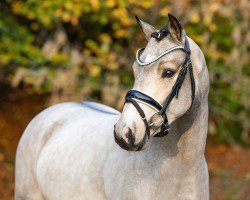 stallion Nottingham WE (German Riding Pony, 2020, from Notting Hill 2)