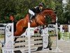 jumper Pirano 9 (Danish Warmblood, 2015, from Priano)