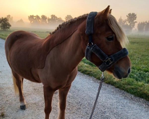 horse Tota von Sunnebarge (Iceland Horse, 2006, from Síríus vom Basselthof)