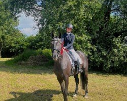 dressage horse Londontimes Lumina (Hanoverian, 2017, from Londontime)