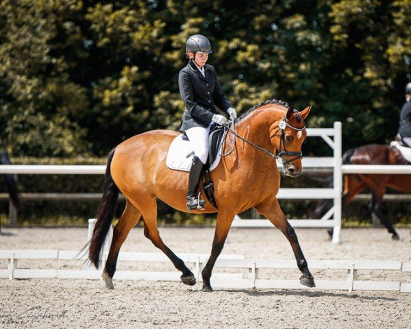 dressage horse Delicios (German Sport Horse, 2014, from Decurio 3)