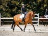 dressage horse Delicios (German Sport Horse, 2014, from Decurio 3)