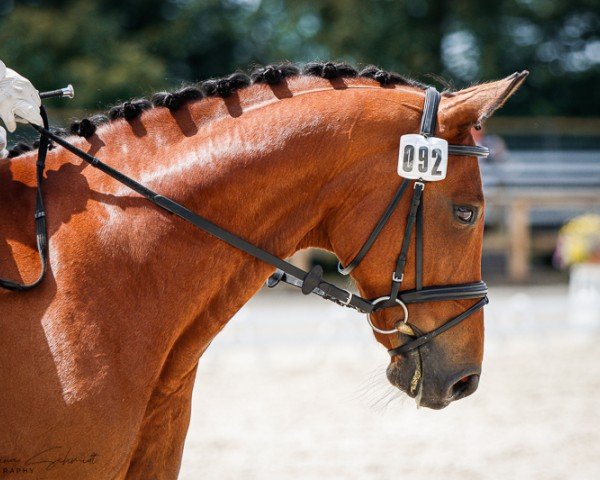 Dressurpferd Dalido (Deutsches Sportpferd, 2013, von Decurio 3)