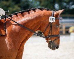 dressage horse Dalido (German Sport Horse, 2013, from Decurio 3)