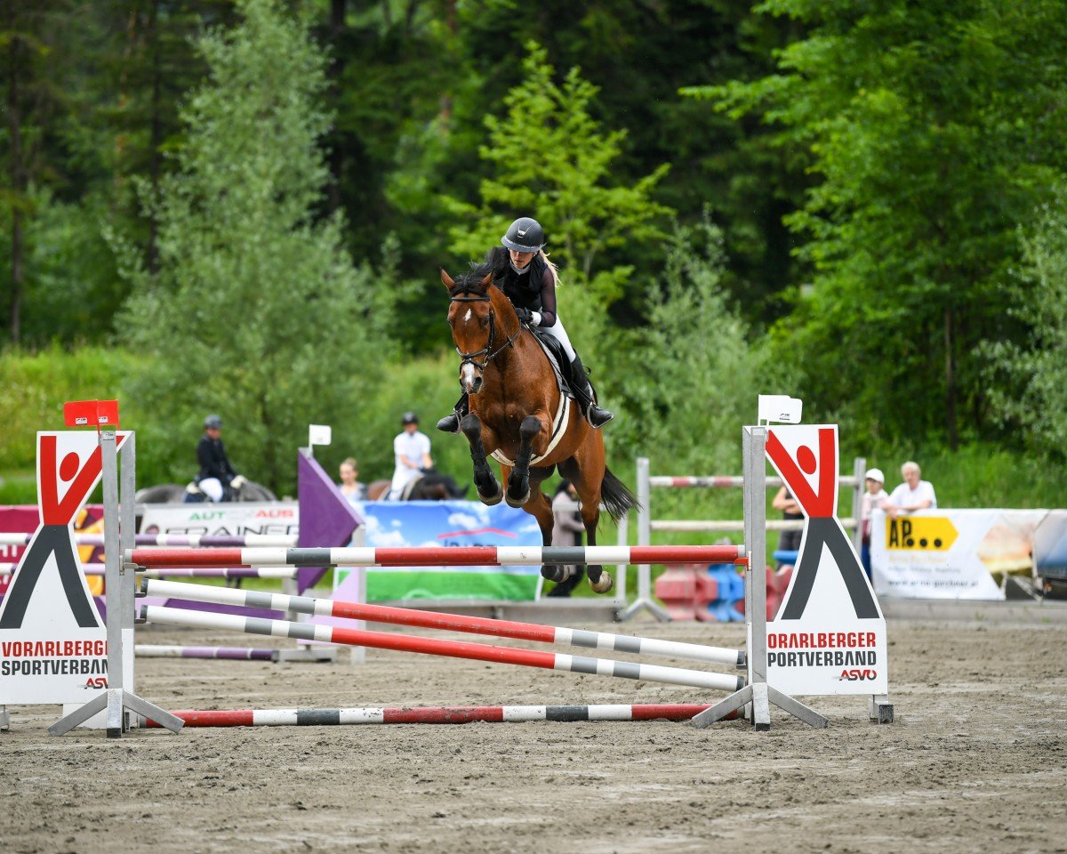 Springpferd Romance 84 (Deutsches Sportpferd, 2014, von Riccione)
