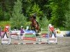 jumper Romance 84 (German Sport Horse, 2014, from Riccione)