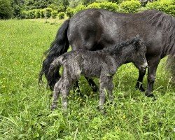 Fohlen Obsession With My Dear (Shetland Pony, 2024, von Marcelo van de Klaverweide)