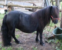 Zuchtstute Natascha Lucswolle (Shetland Pony, 2019, von Juneau v. d. Amstelhof)