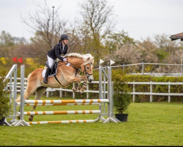 Springpferd Missy 88 (Haflinger, 2010, von Anka-Vilko)