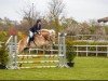 Springpferd Missy 88 (Haflinger, 2010, von Anka-Vilko)