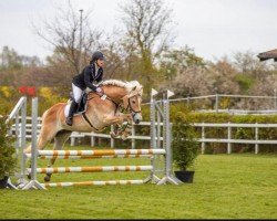 Springpferd Missy 88 (Haflinger, 2010, von Anka-Vilko)