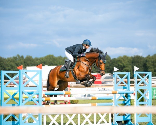 broodmare Cosmic's Seuraaja (Oldenburg show jumper, 2016, from Vancouver d'Auvray)