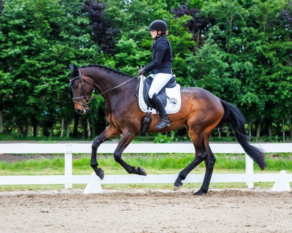 jumper Look at Lando (German Sport Horse, 2020)