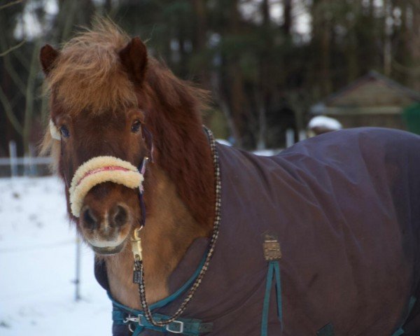 horse Solfari vom Mühlental (Iceland Horse Mix, 1999, from Kraftur vom Eifelhaus)