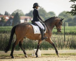 jumper Casanowa 2 (German Riding Pony, 2013, from Chantre B)