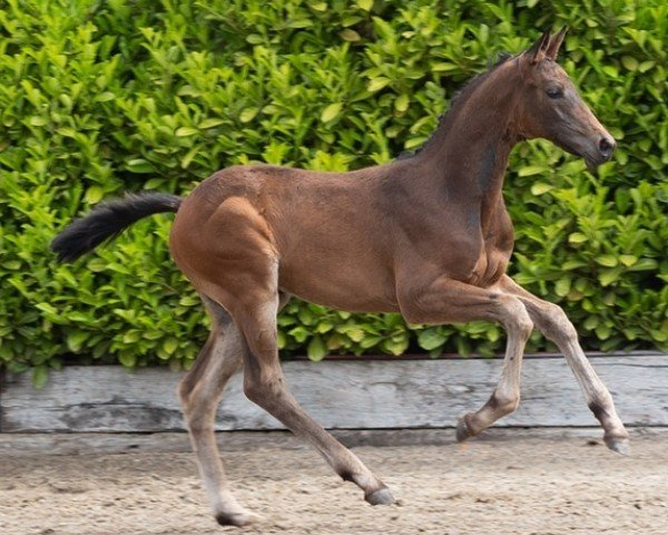 dressage horse Donaufürst (Trakehner, 2023, from Integer)