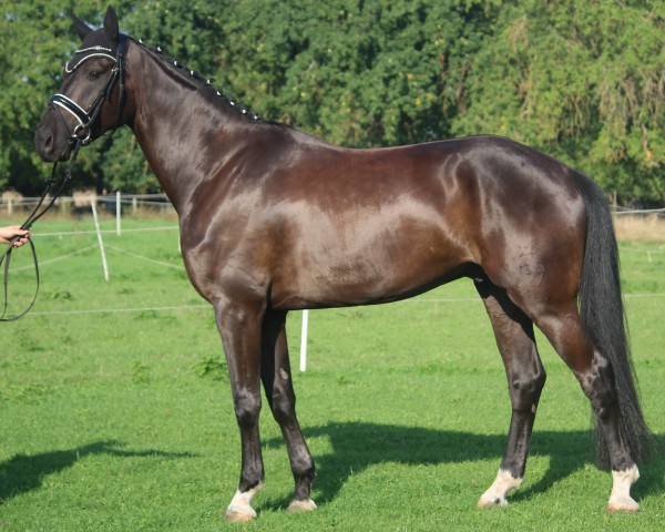 dressage horse Ferdinand S 6 (German Sport Horse, 2018, from Foundation 2)