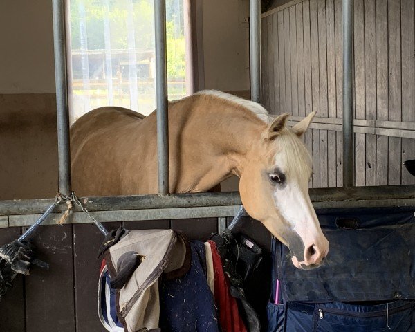 broodmare Nikita 493 (German Riding Pony, 2012, from Manchester United)