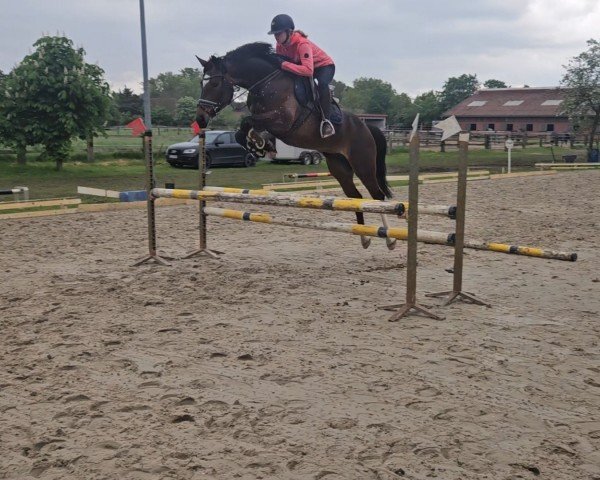 jumper Call me Mary Poppins (Hanoverian, 2020, from Comme le père)