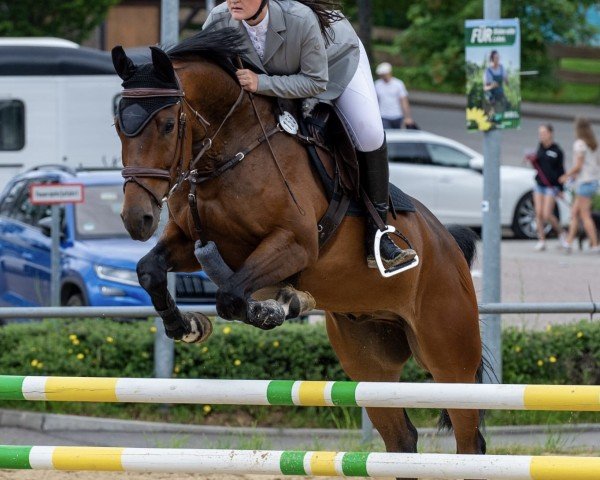 jumper Calasto (Bulgarian Warmblood, 2019, from Con Calanto)