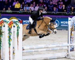 Springpferd Ninja 142 (Haflinger, 2010, von Nobelius)