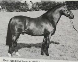 stallion Glenmoss Crimson Embers (British Riding Pony, 1987, from Fairley Ravell)