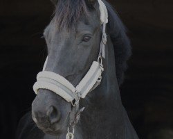 dressage horse Priska (Friese, 2011)