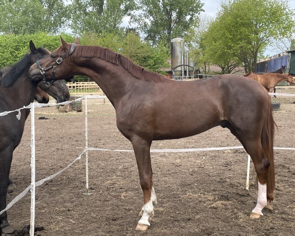 dressage horse Borneo AK (Oldenburg, 2021, from Bellany)