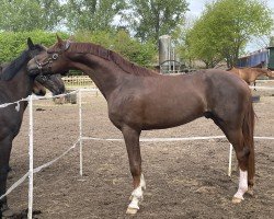 dressage horse Borneo AK (Oldenburg, 2021, from Bellany)