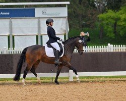 dressage horse Campina 70 (German Riding Pony, 2012, from Cedrik)