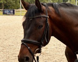 dressage horse Frederico 59 (Westphalian, 2018, from First Selection)