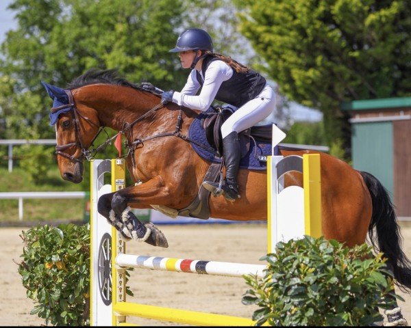 Springpferd Ischtar (Belgisches Warmblut, 2008, von Clipper vd Begijnakker)