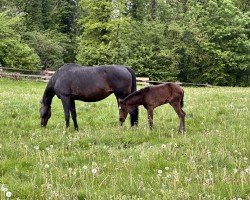 foal by Santanas Sunshine (Westphalian, 2024, from Sir Escolar)