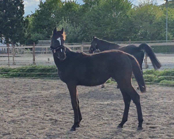 dressage horse Zazou P (Oldenburg, 2023, from Blue Hors Zackerey)