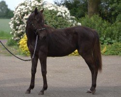 Pferd Moonlights Dark Angel (Quarter Horse, von Moonlight Bandit)