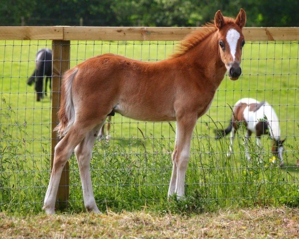 foal by Overflow Top Gun (UK Pony, 2024, from Top Yellow)