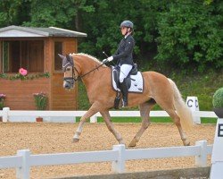 dressage horse Daniela (10,40% ox) (Edelbluthaflinger, 2014, from Armani Ass (4,004% ox))