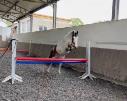 jumper clogheen cheeseboogah (Pinto / Pony, 2012)