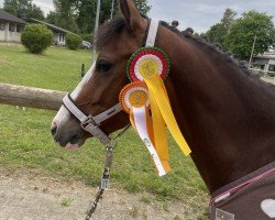 jumper Lescada 10 (German Riding Pony, 2019, from New Classico)